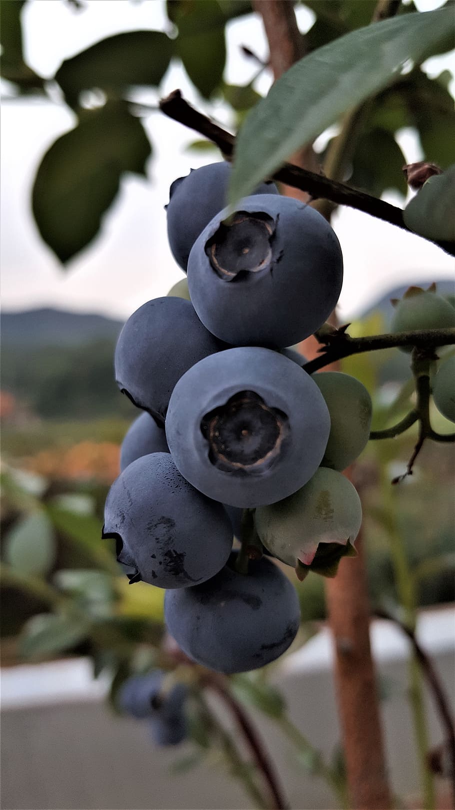 blueberry, fruit, plant, growth, close-up, focus on foreground HD wallpaper