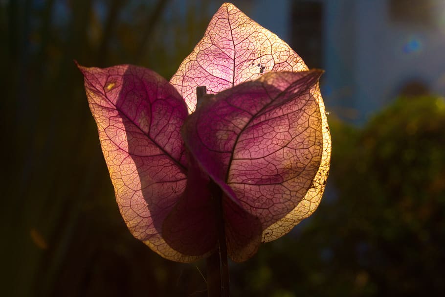 nature, silhoutte, sunset, leaf, plant part, change, autumn HD wallpaper