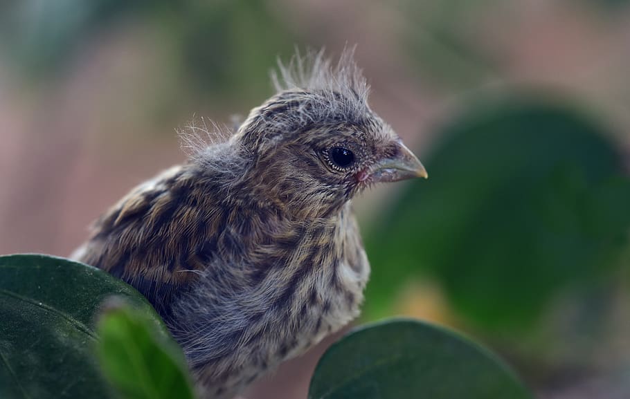 bird, chicks, nest escape, small, young, feather, curiosity HD wallpaper
