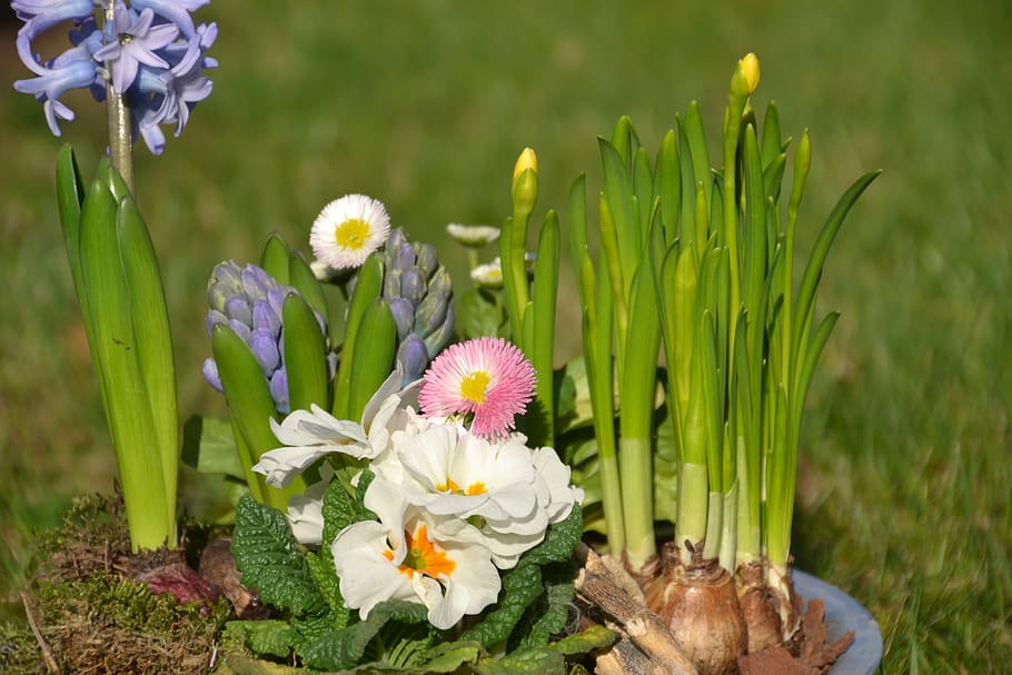 spring flowers, bloom, plant, blossom, flora, early bloomer HD wallpaper
