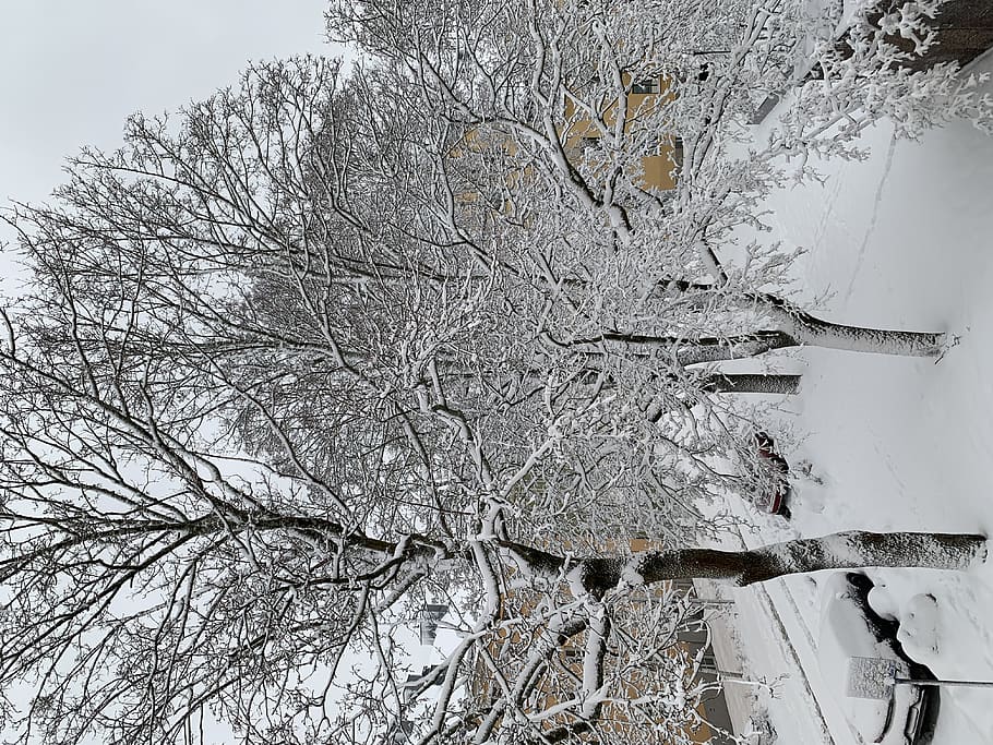 nature, winter, storm, blizzard, outdoors, snow, weather, ice HD wallpaper
