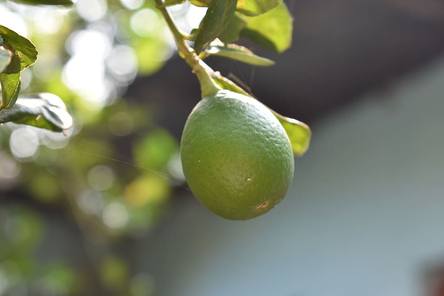 lemon, fruit, nature, garden, sweet, food, delicious, vitamins HD wallpaper