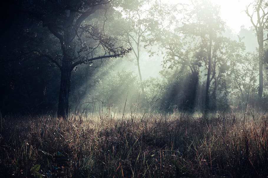 green trees under cloudy sky, nature, weather, outdoors, fog HD wallpaper