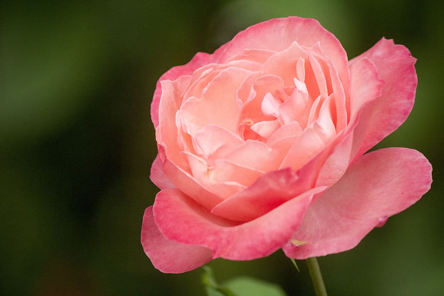 flower, rosa, nature, flowering plant, freshness, beauty in nature HD wallpaper