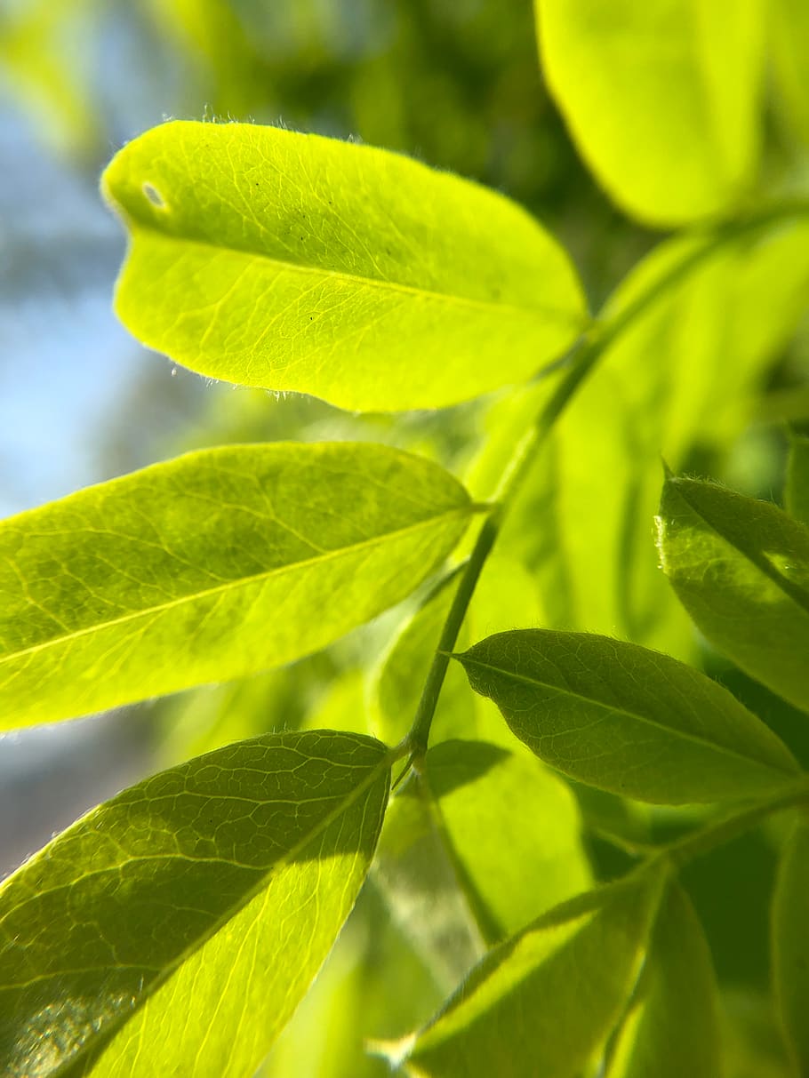 plant, leaf, veins, green, spring, sunlight, droplet, drink HD wallpaper