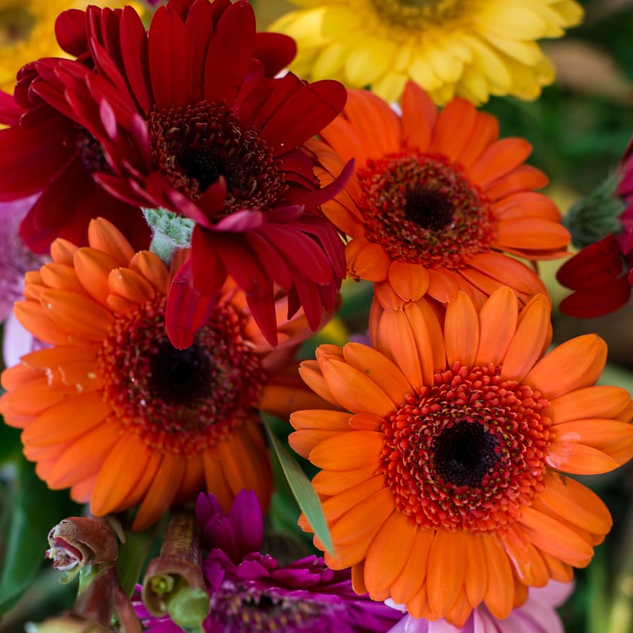 bright, colours, nature, summer, bloom, flower, colorful, garden HD wallpaper