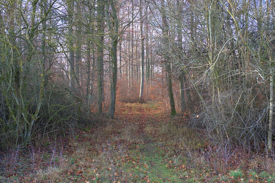 forest, tree, away, landscape, path, autumn, nature, secret HD wallpaper