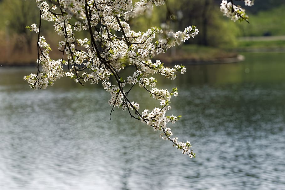 nature, branch, tree, flowers, spring, petals, green, lake HD wallpaper