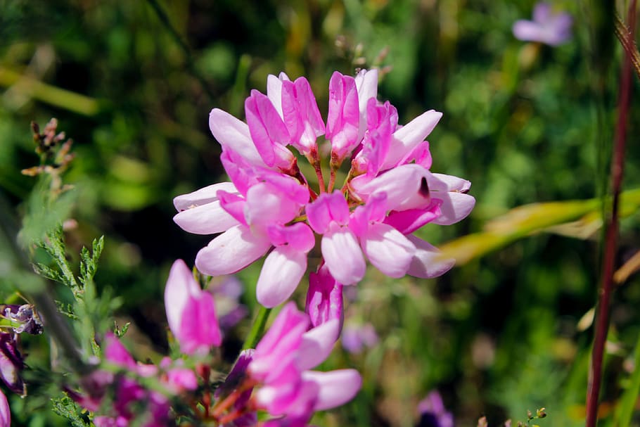 georgia, flower, flowering plant, vulnerability, fragility HD wallpaper