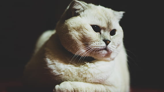 cat, scottis fold, beautiful, fluffy, white, breed, young, ears HD wallpaper