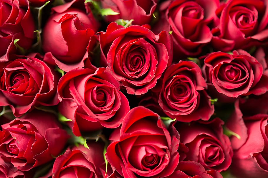 Red Roses Close Up Photography, anniversary, bloom, blooming, HD wallpaper