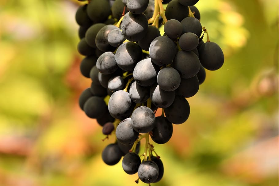 grapes, wine, garden, grapevine, fruit, nature, food, sweet HD wallpaper