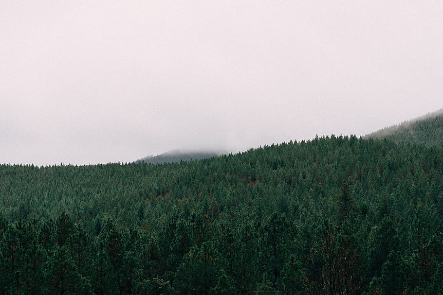 Green Leafed Trees Under White Clouds, forest, whitespace, plant HD wallpaper