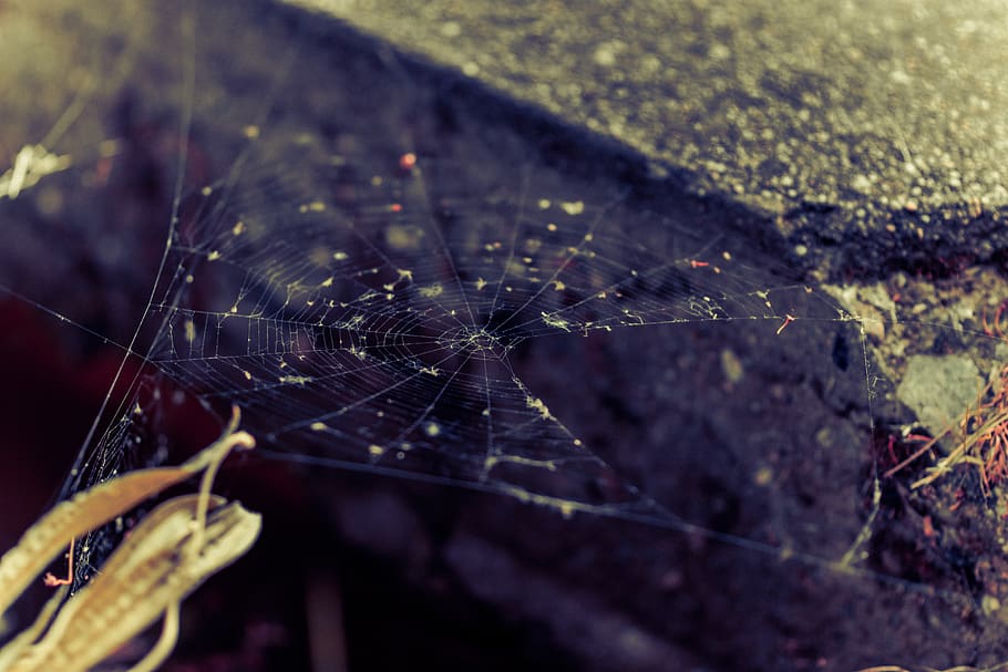 spider web, lake, forest, contrast, life, plants, animal themes HD wallpaper