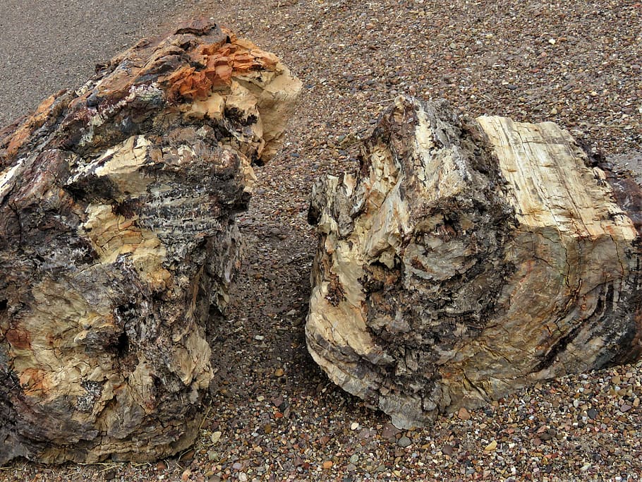 trees, forest, stone, petrified forest, textured, wood - material HD wallpaper