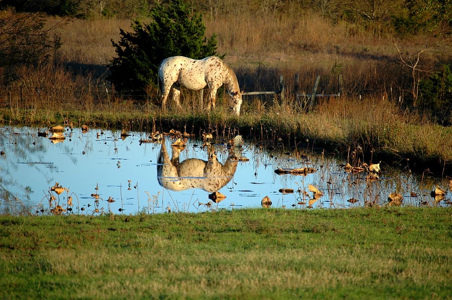 nature, grass, water, reflection, outdoors, horse, appaloosa HD wallpaper