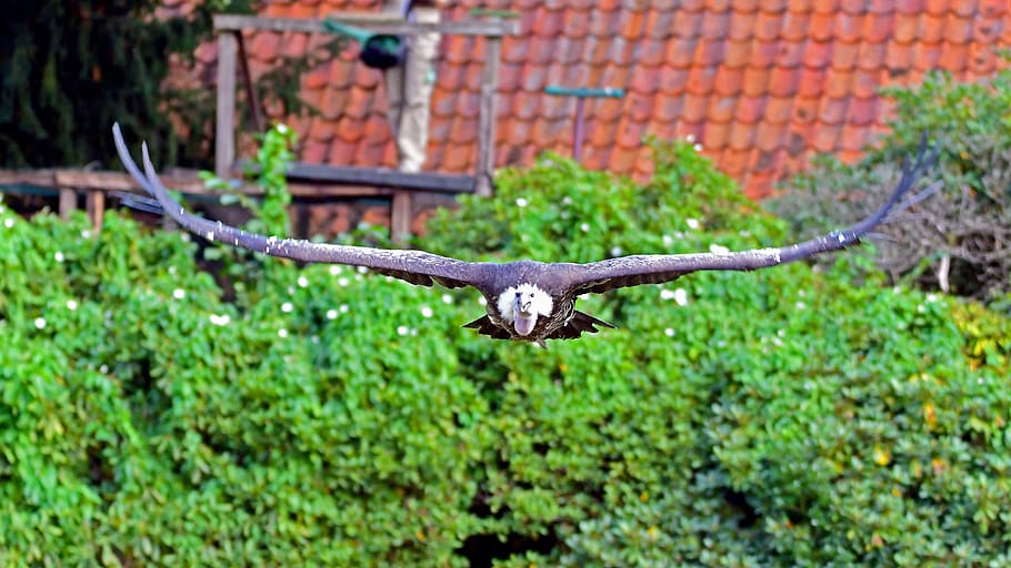 griffon vulture, bird park walsrode, scavengers, glide, one animal