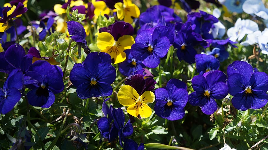 flowers, garden, spring, blossom, plant, bloom, nature, flowering plant HD wallpaper
