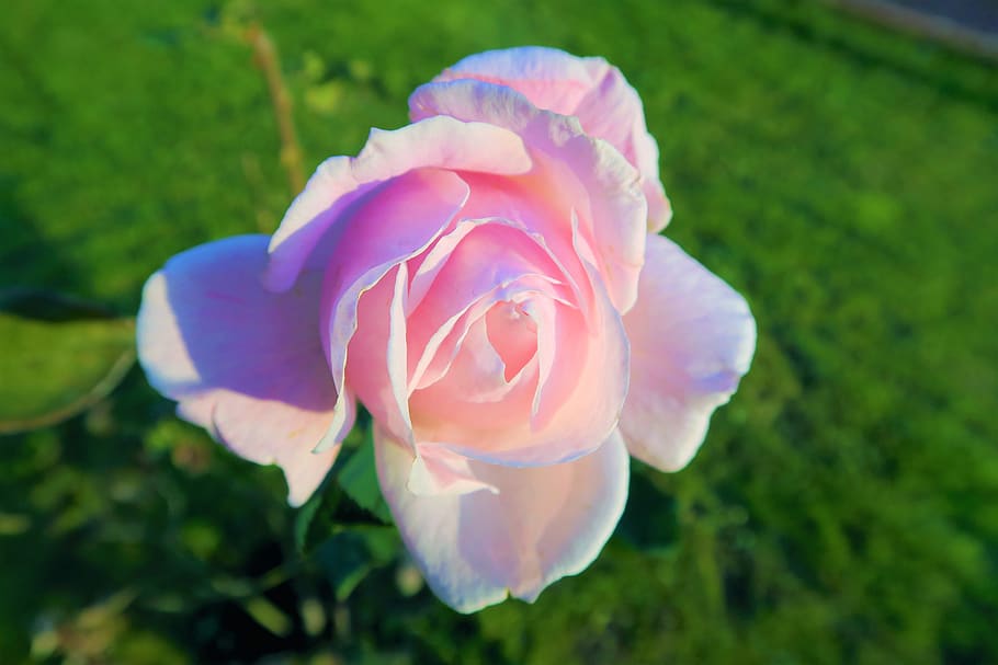 rose, nature, pink, delicate, romance, plant, romantic, love HD wallpaper