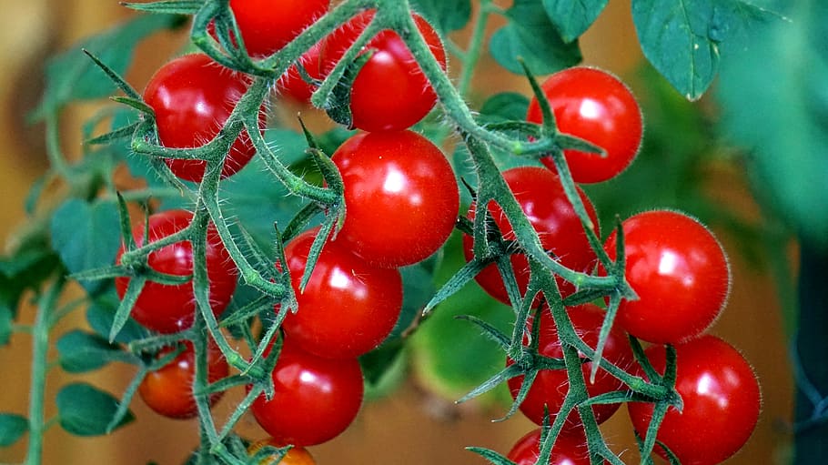 tomatoes, ripe, red, vegetables, fresh, fruit, food, healthy eating HD wallpaper