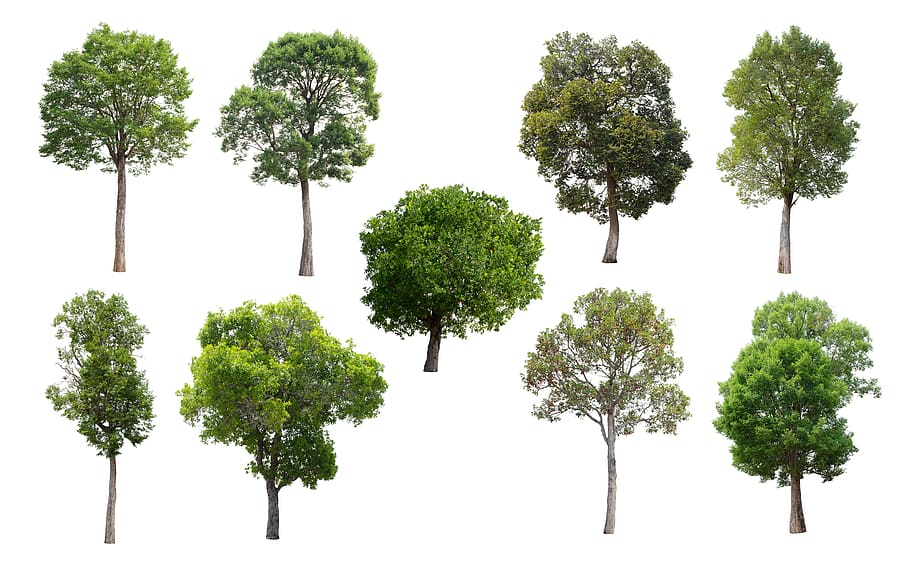 tree, isolated, nature, green, summer, deciduous trees, plant HD wallpaper