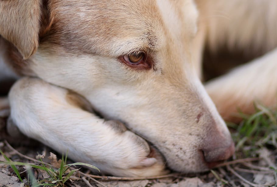 dog, rest, pet, brown, one animal, animal themes, domestic HD wallpaper
