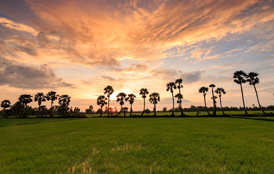 grass, tree, field, nature, landscape, viet nam, sunset, palm tree HD wallpaper