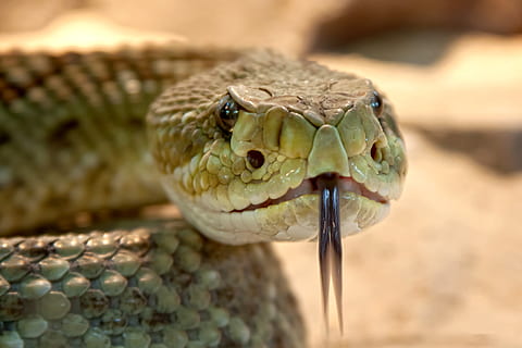 Shallow Focus Photography of Gray Snake With Black Tongue, animal HD wallpaper
