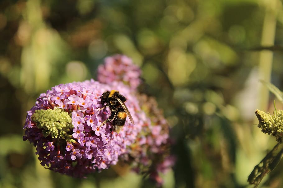 nature, insect, bee, close up, flower, flowering plant, invertebrate HD wallpaper
