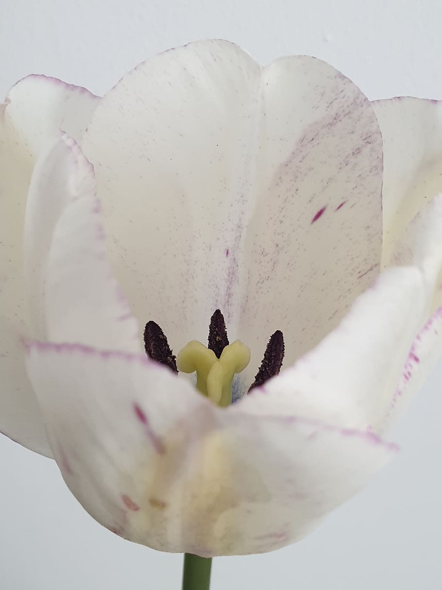 tulip, flower, white, nature, tulips, spring, blossomed, happy HD wallpaper