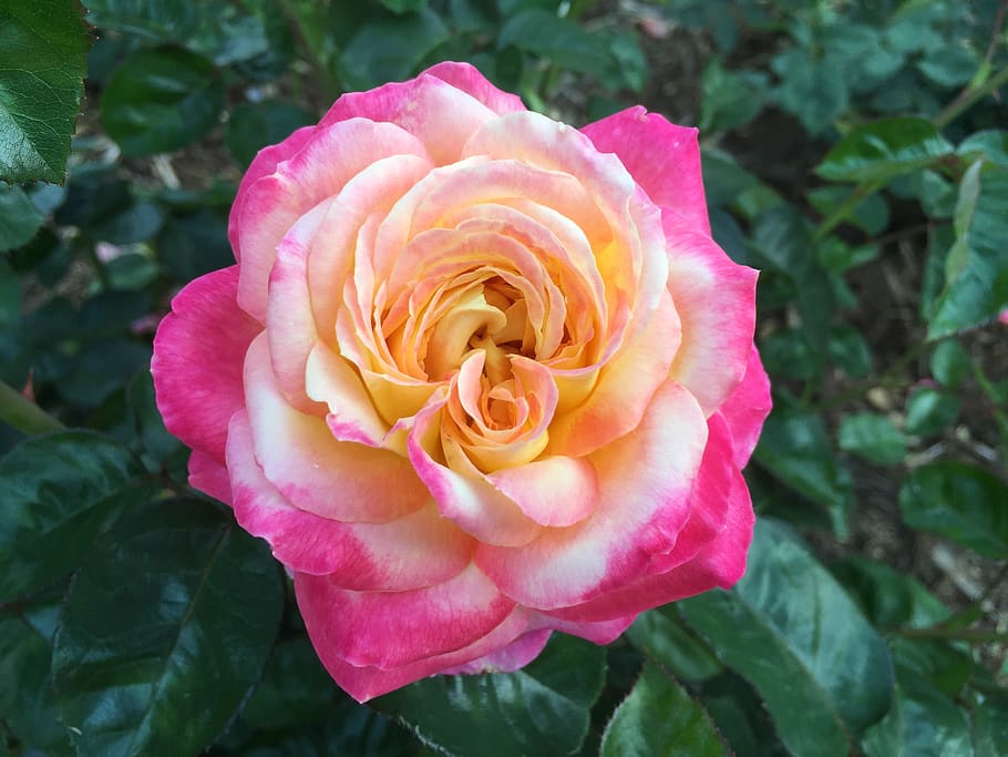 Selective Focus Photography of Pink and Yellow Rose Flower, beautiful HD wallpaper