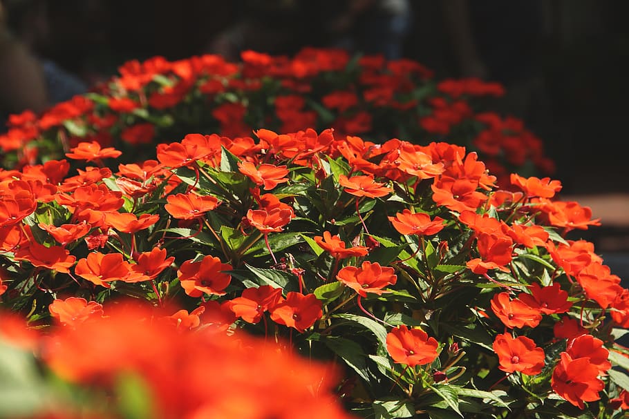 gatlinburg, united states, flower, plants, orange, beautiful