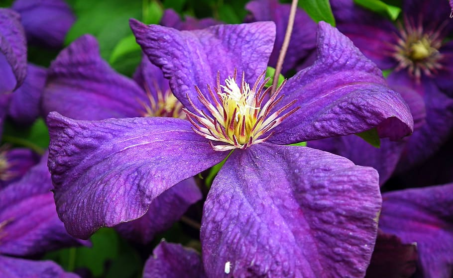 flower, clematis, nature, violet, creeper, the petals, blooming HD wallpaper
