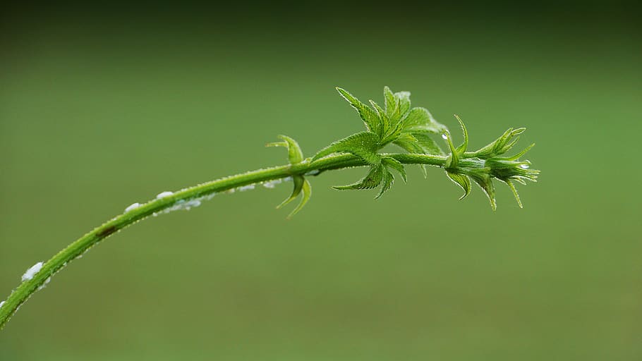 plants, greenness, nature, leaf, summer, wipes, the nature of the HD wallpaper