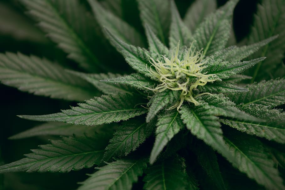 green leafed plant, plant part, marijuana - herbal cannabis, green color HD wallpaper
