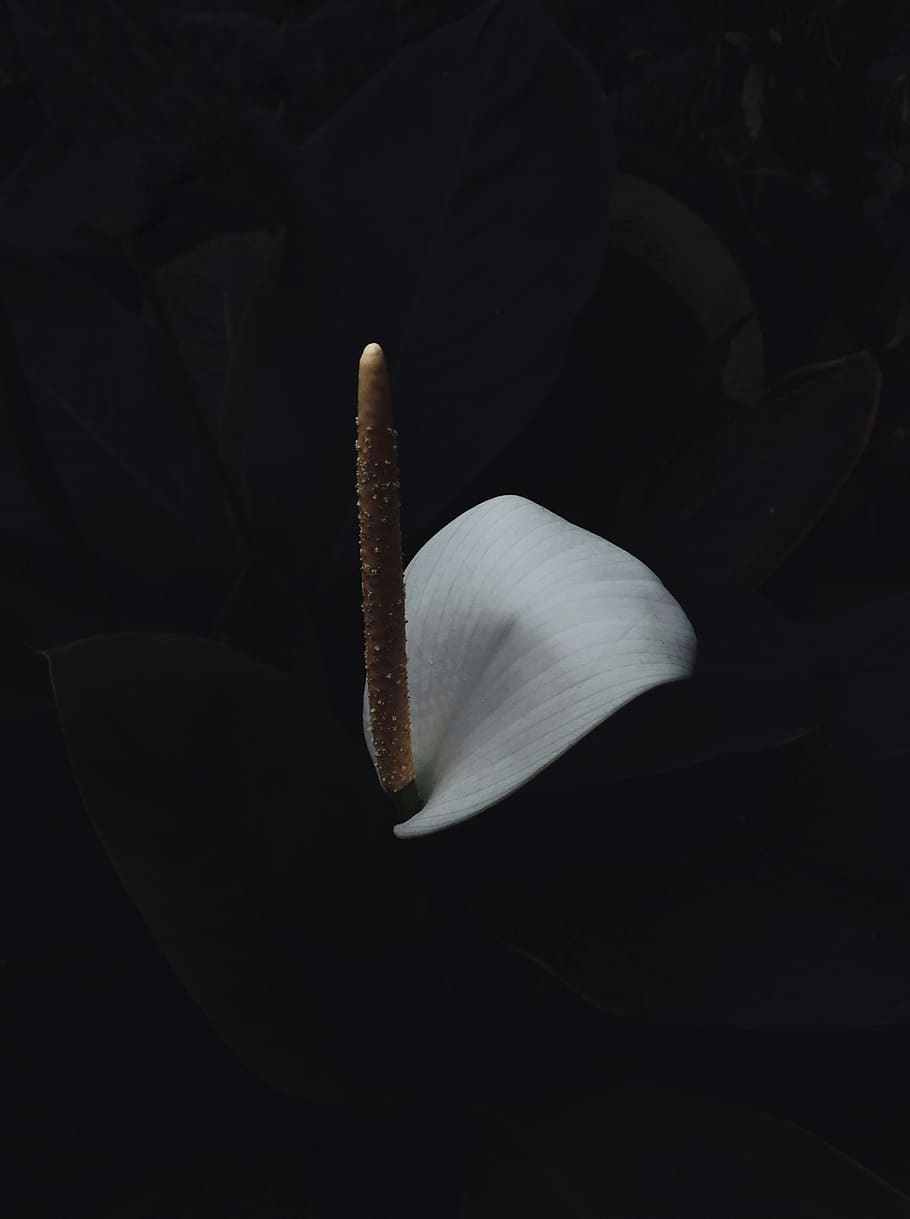 white anthurium with black background, petal, flowering plant HD wallpaper