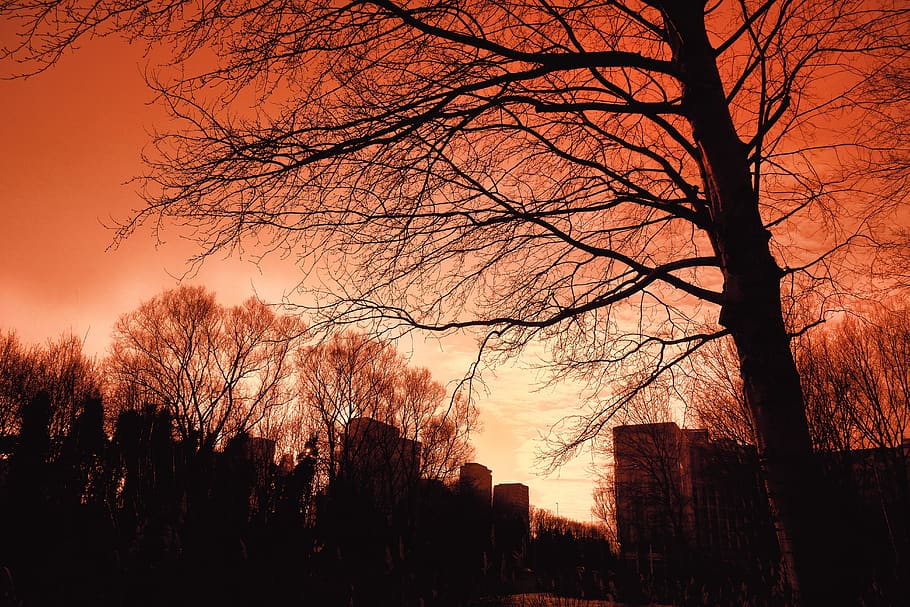 skyline, urban, silhouette, tree, tree silhouette, winter tree HD wallpaper