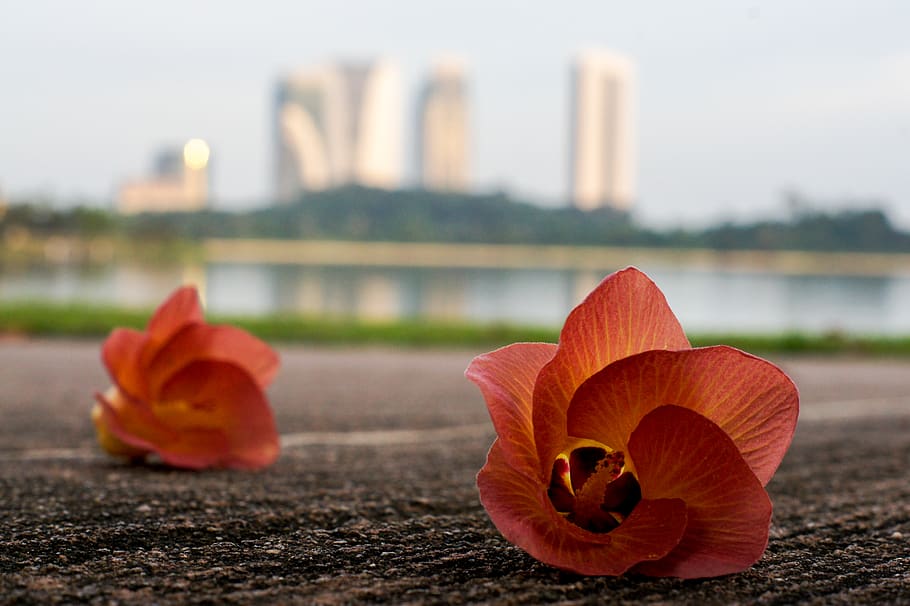 malaysia, cyberjaya, focus on foreground, no people, nature HD wallpaper