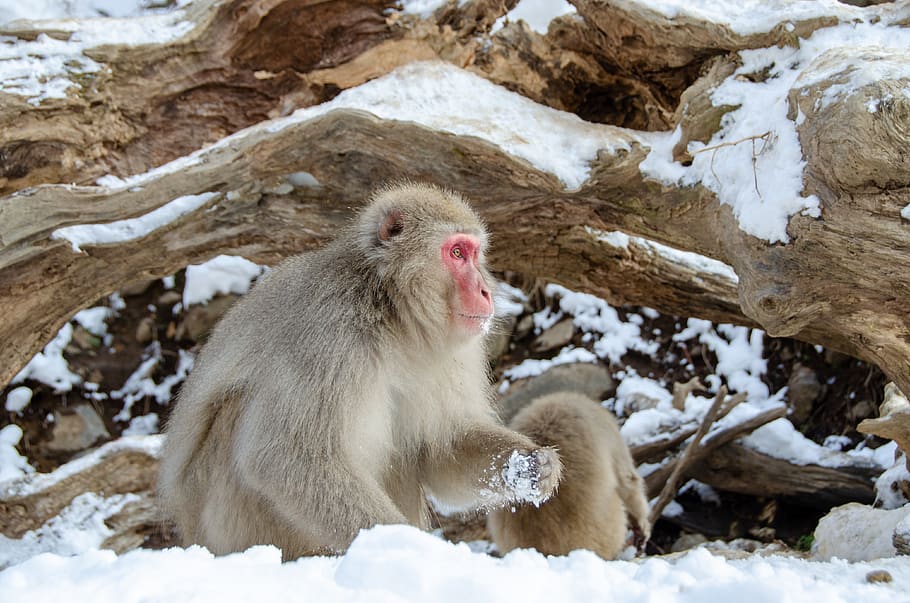 snow monkey, japanese macaque, winter, wildlife, primate, jigokudani snow monkey park, HD wallpaper