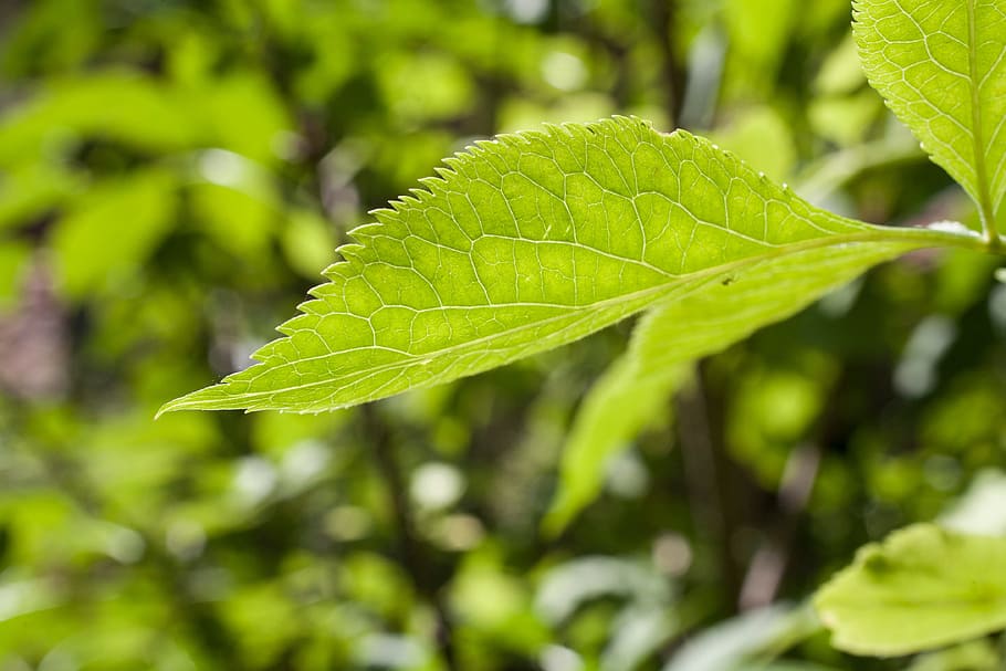tree, nature, branch, plant, sunlight, leaf, flower, food, green HD wallpaper