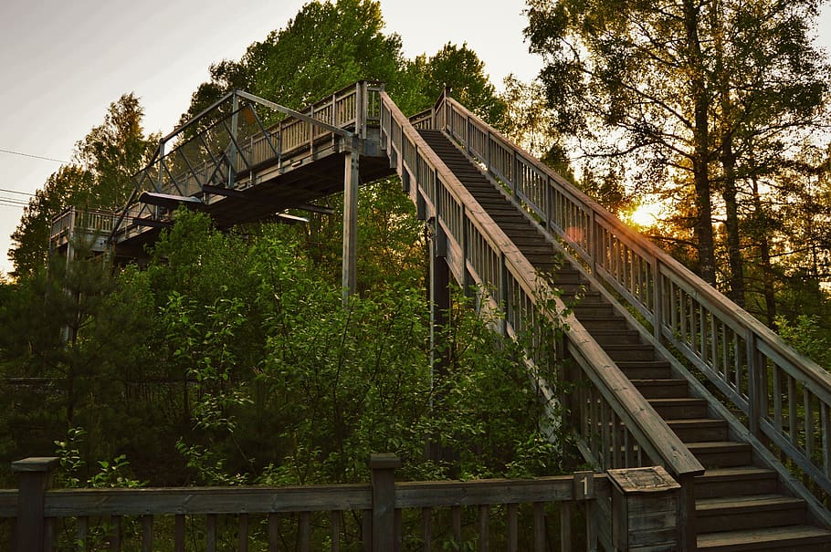 sweden, trees, forest, sunset, stairs, plant, built structure HD wallpaper