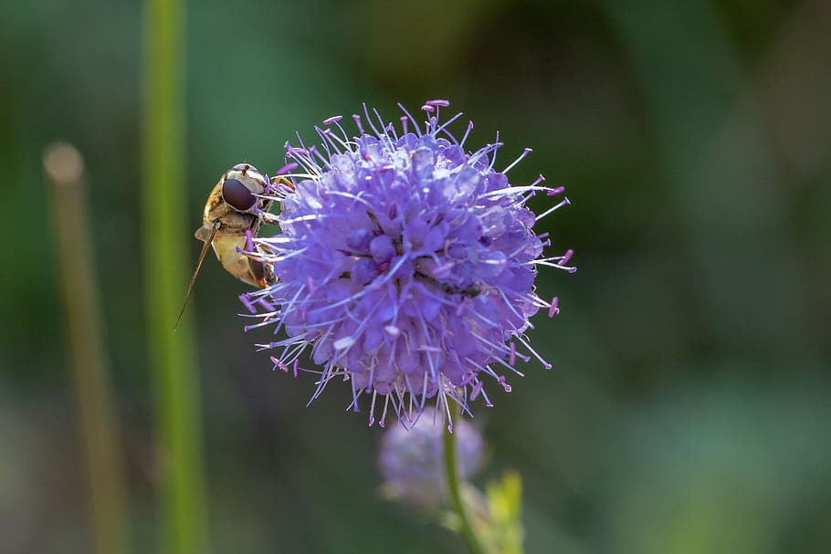 the devil bit off, moor, pollen, swamp, plant, nature, nature conservation HD wallpaper