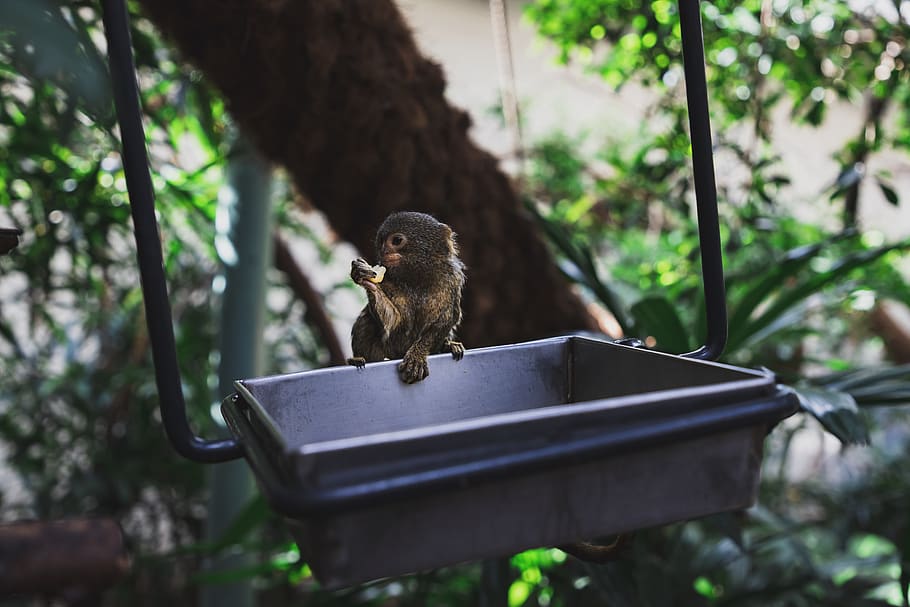 brown small monkey on a metal tray, animal, animal wildlife, animal themes HD wallpaper