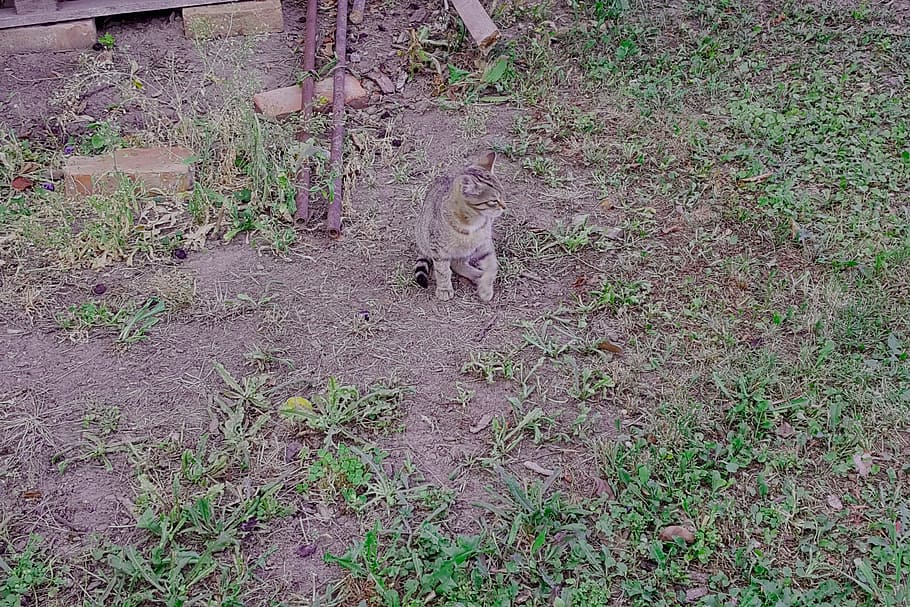 cat, pet, brown, grass, cute, animal, spotted, ground, sitting HD wallpaper