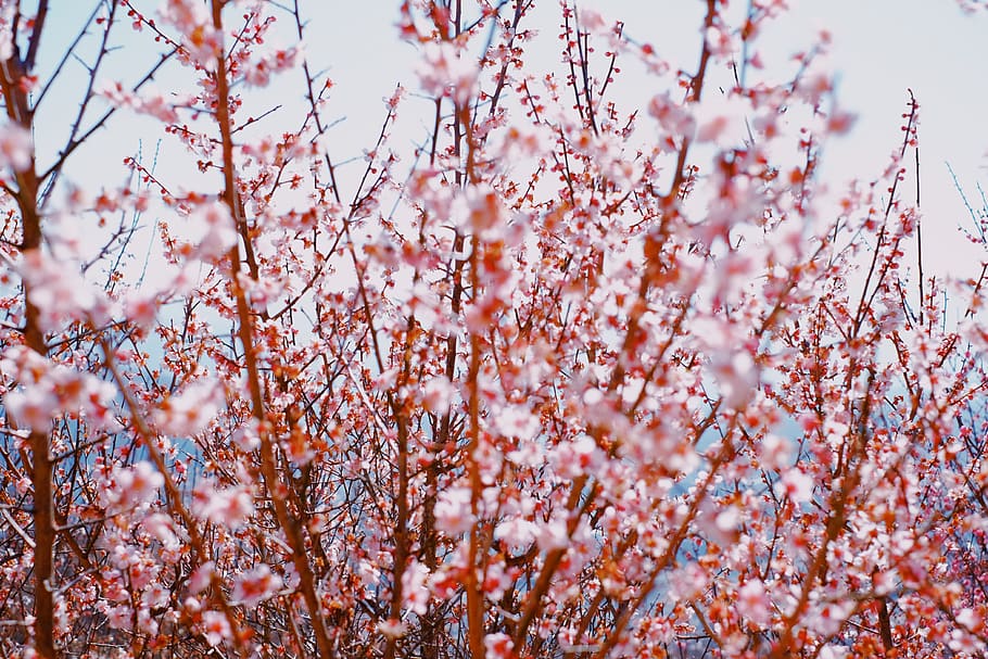 sakura tree, flowering plant, growth, blossom, pink color, fragility HD wallpaper