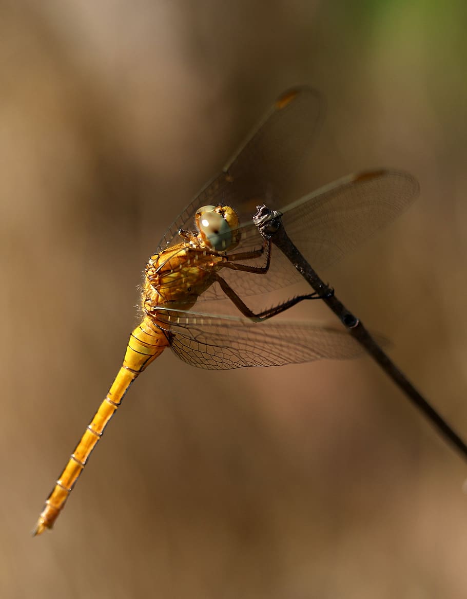 dragonfly, brown, insecta, rest, wings, invertebrate, animal themes HD wallpaper