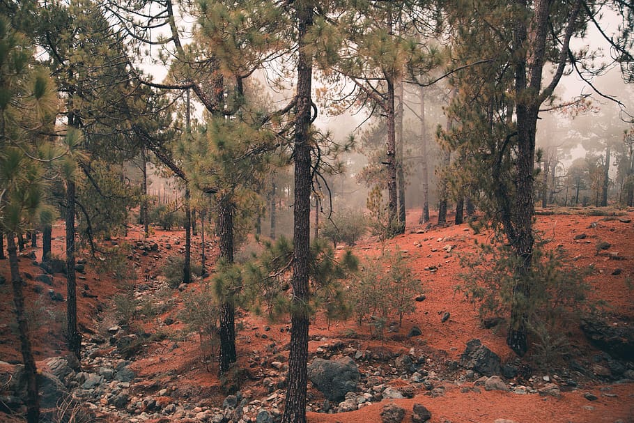 tree, dessert, mood, lonly, orange, land, forest, plant, beauty in nature HD wallpaper