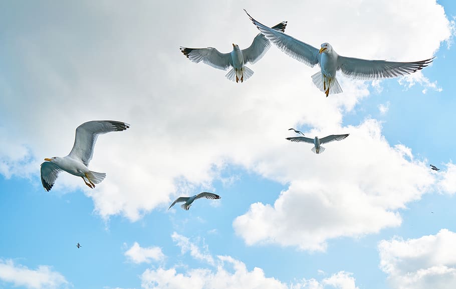 Low Angle Photography of Flock of Flying Gulls, animals, backgrounds HD wallpaper
