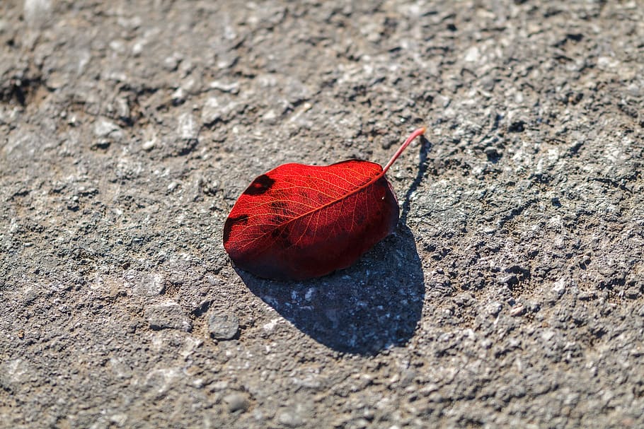 autumn, leaf, asphalt, leaves, fall foliage, red, nature, day HD wallpaper