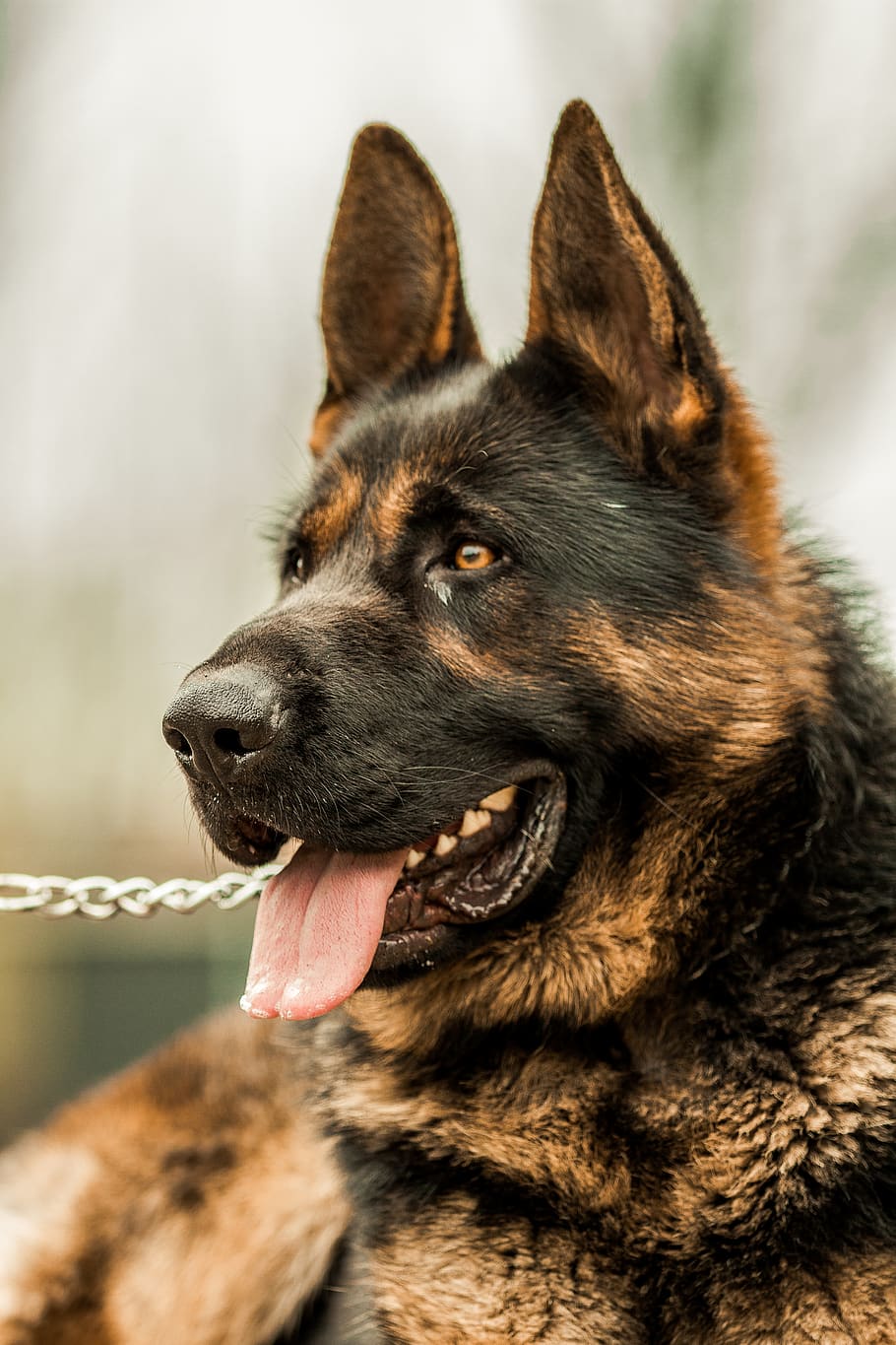 brown German shepherd, one animal, canine, dog, pets, animal themes HD wallpaper